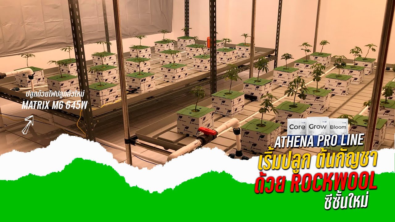 เริ้มปลูกต้นกัญชา ด้วย ROCKWOOL ซีซันใหม่ ด้วยปุ๋ย Athena Pro Line