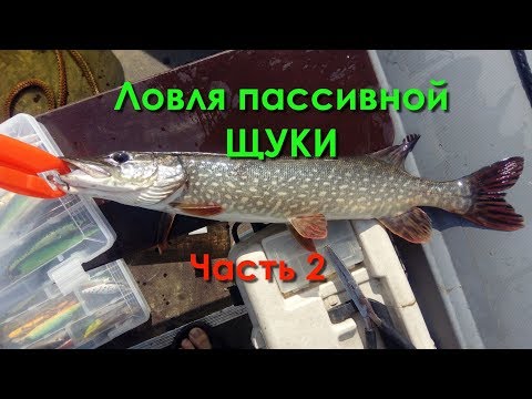 Ловля пассивной щуки (часть 2)