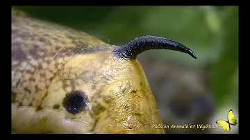 Pourquoi une chenille devient papillon ?