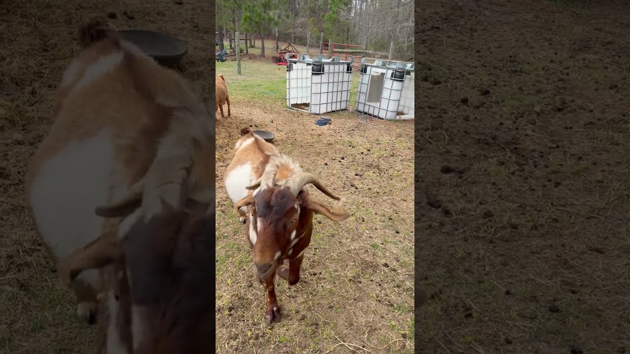 We have a thug 😳😳