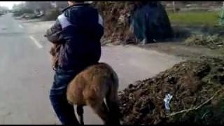 Guy Rides Poor Mini Burro And Whips It