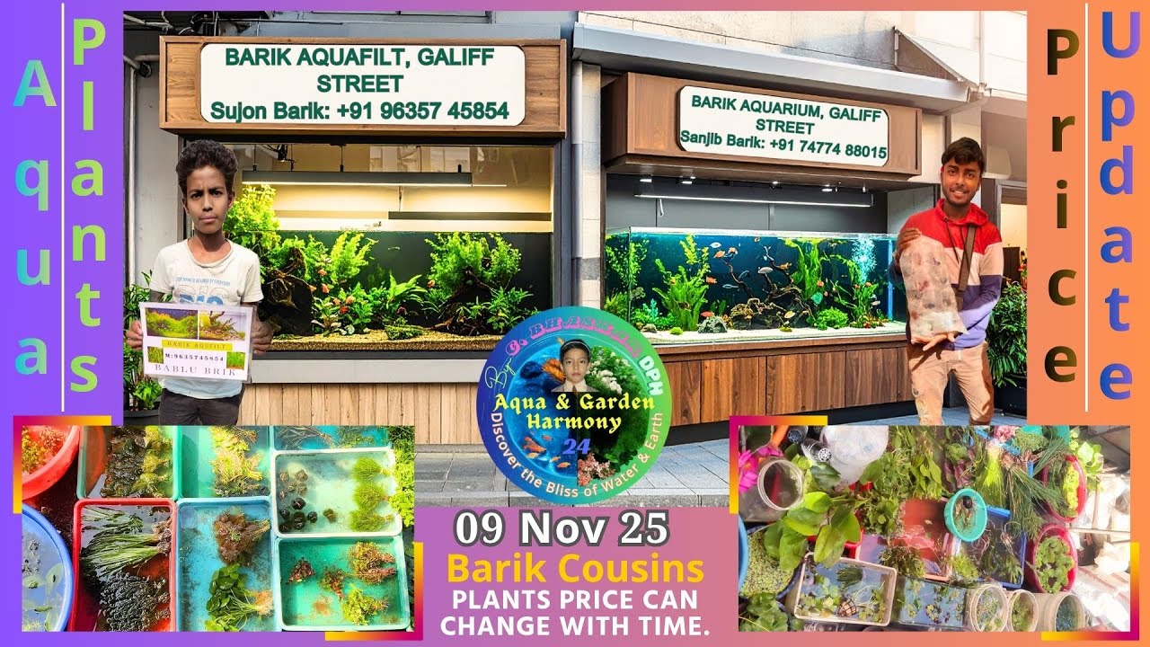 AQUARIUM PLANTS PRICE AT GALIFF STREET KOLKATA | SANJIB BARIK & SUJON BARIK | 09 NOV25 PLANTS UPDATE