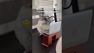 When am I going to learn not to trust Finn 🥲 #chinchilla #aprilfools #prank #littlepals #shorts