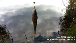 Один осенний окунь на старице