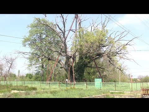 Видео: Дъб (дърво): описание. Колко расте един дъб