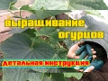 ВЫРАЩИВАНИЕ ОГУРЦОВ (ДЕТАЛЬНАЯ, ПОЭТАПНАЯ ИНСТРУКЦИЯ)