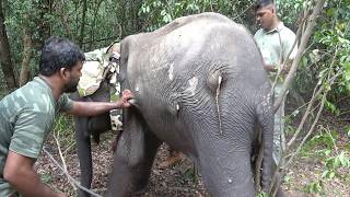 Imagine the Relief! Poor Elephant Covered in Painful Lumps & Abscesses Saved by Brave Rescuers