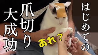 爪切りで暴れる猫がおとなしくなるテープ貼りは本当でした