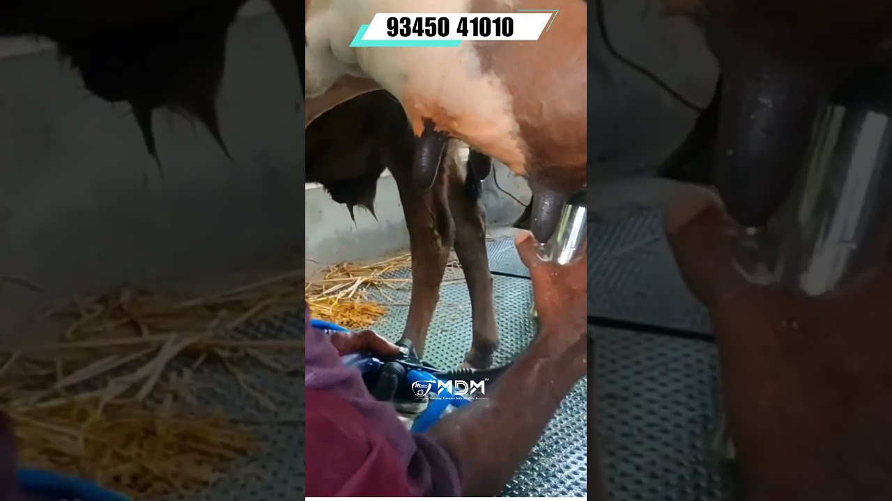 5 Reasons Why MDM Is The BEST MILKING MACHINE