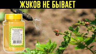 Легкий Способ Избавиться От Колорадского Жука! Без Химии!