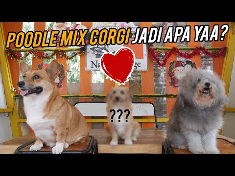 Video: Apakah Anjing Punya Malu?