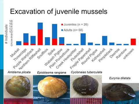 Hydrodynamic Characteristics of Juvenile Unionid Mussel Habitats | Julian Lum & Joe Ackerman