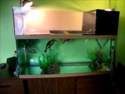 75 Gallon Turtle Tank Complete - YouTube
