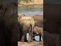 Incredible Tale: Elephant's Run for Mayor | Viral Short Video 🐘
