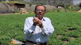 زراعة الفول السوداني واهم النصائح للحصول على اعلى انتاج للمحصول