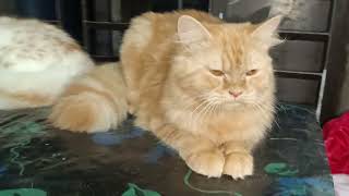 Persian Cat. Show post. #peesiancat #cathome #cathomebd