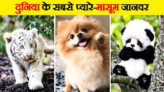 दुनिया के सबसे छोटे और प्यारे जानवर | Small and cute animals in the World | Small and cute animals