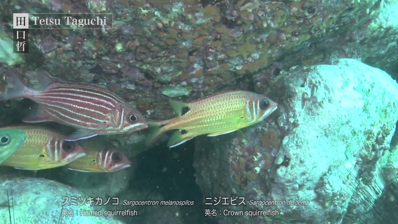 田口哲 Tetsu uchi スミツキカノコとニジエビス