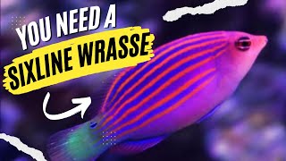 Six Line Wrasse is Easily The BEST Fish for Aquarium Pest Control!