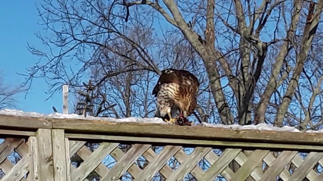 red tail hawk feeding video 1 - YouTube