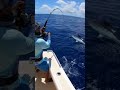 Huge Marlin on the Line! #fishing #adventure #videofishing #fishinglife #fyp