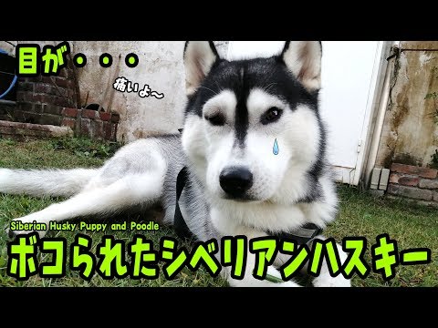 超激レア■_HUSKY VOICE_ハスキーボイス_九州パンク_ソノシート_新品 超激レア□_HUSKY VOICE_ハスキーボイス_九州パンク_ソノシート_