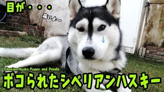 ボコられたシベリアンハスキー Husky and Poodle - YouTube