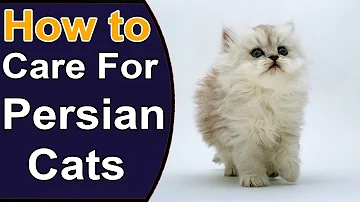 How To Care For Persian Cats | Things to Know About Persian Cats