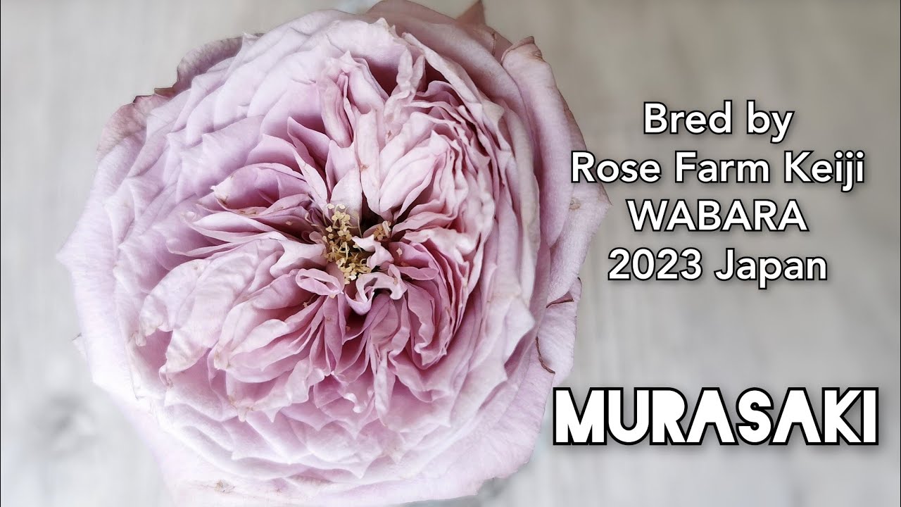 田村一「薔薇」 田村 一 『備前と薔薇』 油絵・油彩画 F10(10号) : 内田画廊