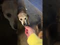 @birdieandmaisie: Sharing the last bite of birthday steak with my girls. #dog #doglover