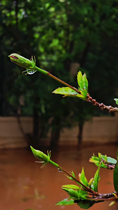 Mazha.. Rain.. #mazha #rainlove
