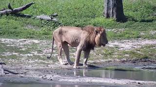 Djuma: Lion-S8 Male gets a drink and goes to lie down in a bush for shade - 14:30 - 11/06/2023