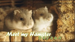 Meet my Hamster! | #2