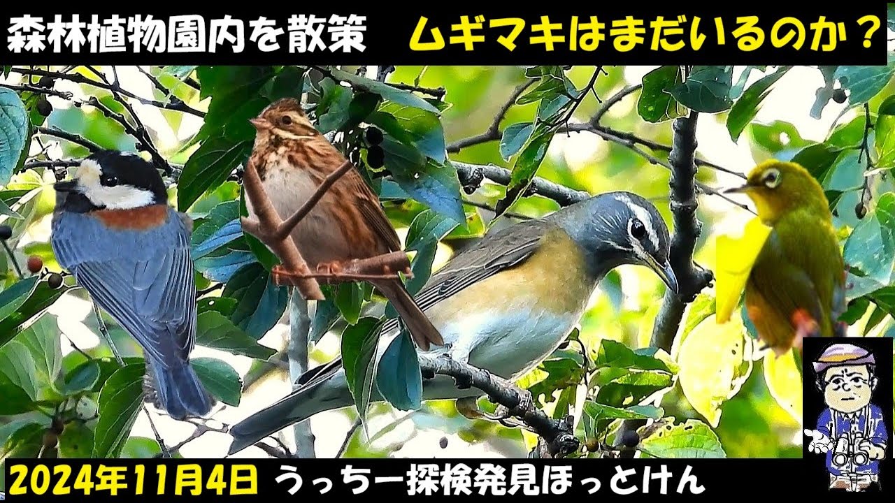 捜索！！ムギマキは神戸森林植物園からぬけたのか？園内で野鳥