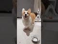 The dog was giving wild hints. #usa #tiktok #fypシ #puppy... #Shorts #yedda.catharine