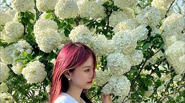 Cẩm Tú Cầu Thân Gỗ l Giống Mới Chịu Nắng Tuổi Thọ Cao