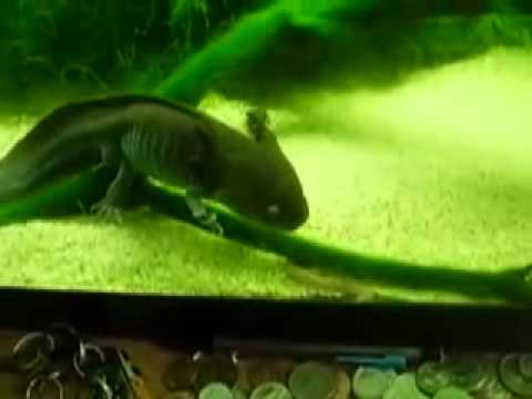 Video: Axolotl - Pasmina Gmizava Ambystoma Mexicanum, Hipoalergena, životni Vijek