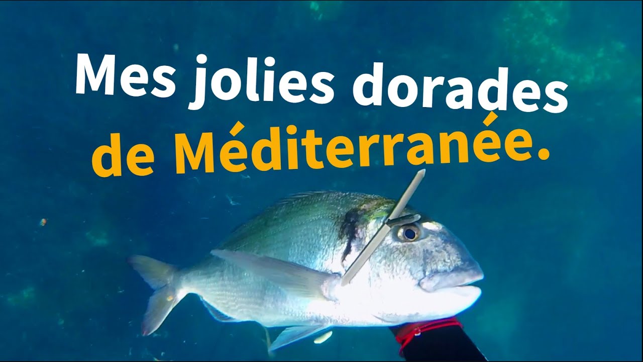 Ma traque des dorades de Mediterranee - best of chasse sous marine