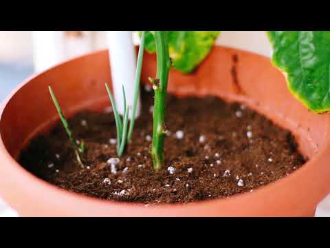 Video: Omsorg för pimentoväxter - Hur man odlar pimentpepparväxter