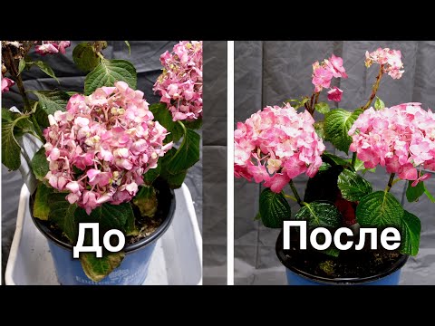 Видео: Получение повторного цветения гортензий – будут ли гортензии повторно цвести, если их заморозить