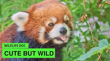 Red Panda, Adorable But Elusive | Wildlife Documentary