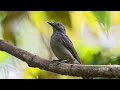 Screaming Piha (Lipaugus vociferans)