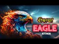   eagle  most dangerous eagle attack eagle trending odia