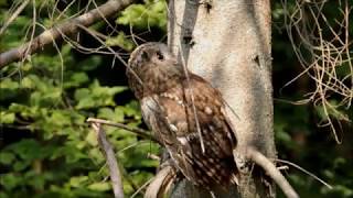 notre belle Nature-la Chouette hulotte