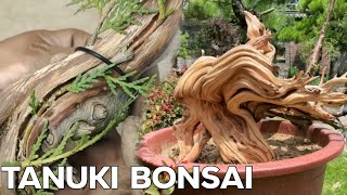 How To Create A Tanuki Bonsai Ep1