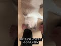 (もふ猫🐈)帰ってくると早速もふられたくてすりすりする猫