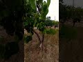 12 ноября 2025 г.kuppa