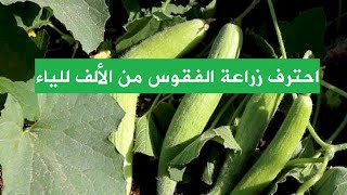 احترف زراعة الفقوس من الألف للياء