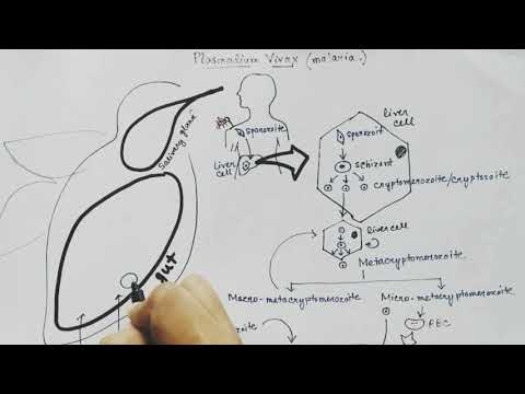 Plasmodium vivax life cycle (Hindi)| Malaria