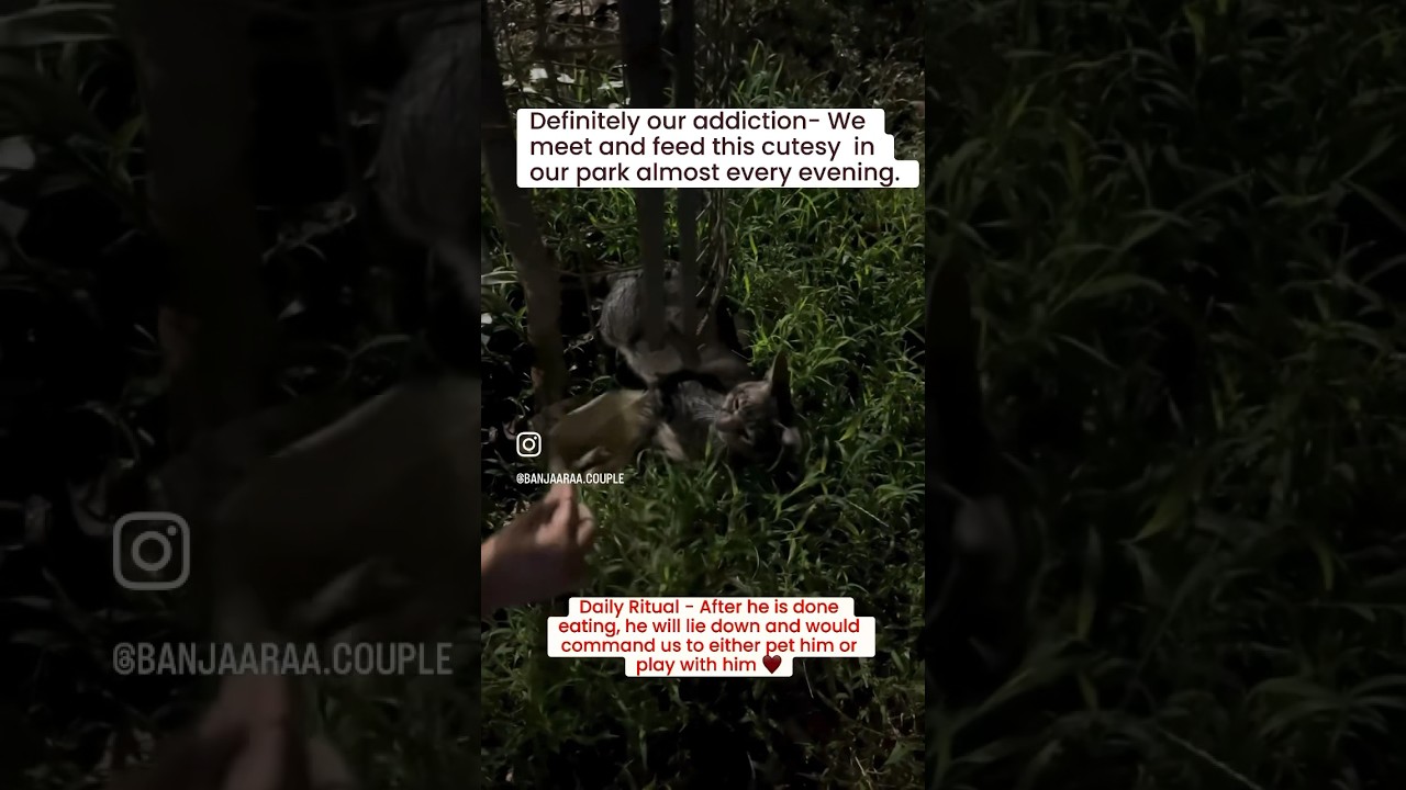 Video thumbnail: #catlovers #animallover #innocence #purelove #furbaby #cutesy #feedingstraycats #feedthehunger